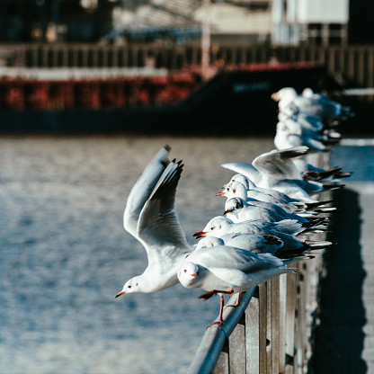 Seagulls on a railing in the harbor