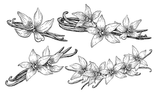 Vanilla Flower with Sticks. Vector hand drawn illustration of orchid Flower and pods on white isolated background. Set of outline drawings of spice for cooking or aroma oils. Black line art sketch.