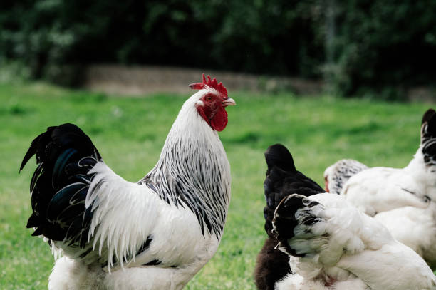 istock Rooster and chickens on a green meadow 1731877483
