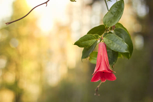 copihue, flor típica chilena - copihue fotografías e imágenes de stock