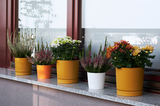 Home balcony decor with heather flowers and chrysanthemums on the windowsill. Fall hygge home decor. Scandinavian style with floral elements.