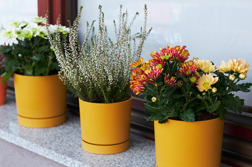 Blooming autumn flowers of heather and chrysanthemums in yellow pots on the windowsill on the balcony. Autumn floral exterior decoration.