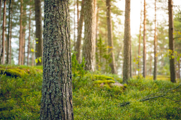 istock focus on pine tree trunk in beautiful green forest scenery 1731887872