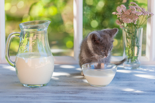 Gray little kitten eats milk food from a glass bowl on the windowsill near the window at home on a summer day near the garden. Close up domestic animal. Kitten at two month old of life