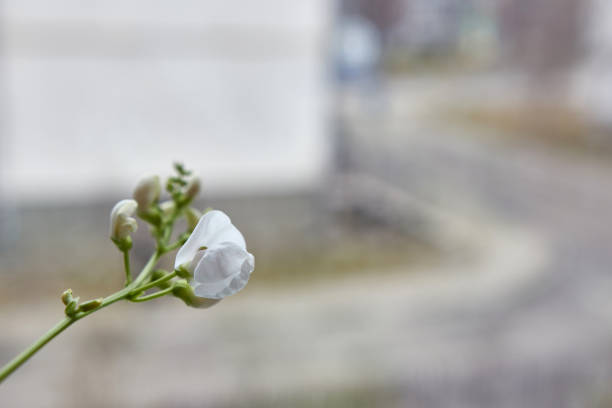 Garlic flower