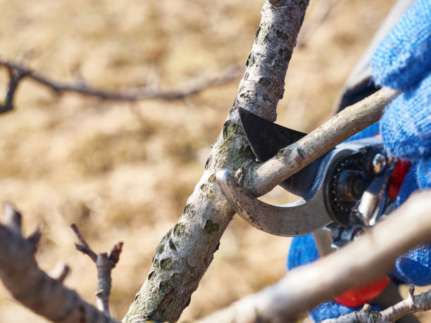 istock A man prunes the branches of a fruit tree. Spring work in the garden. Caring for fruit trees in the spring. 1731894534