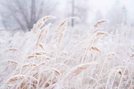 Tall dried crops under the snow. Winter season, snow lies on dried grass. Under the weight of snow, the grass bent down. Cold weather. Low temperature.