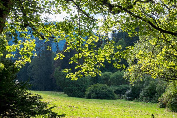 istock Landscape in Sinaia, Romania 1731901451