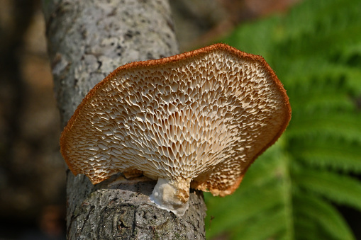 Underside of hexagonal-pored polypore (a bracket fungus or mushroom) on dead beech tree, autumn, in the Connecticut woods. Scientific name: Polyporus alveolaris.