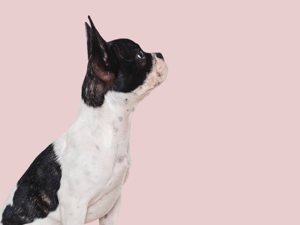 istock Cute puppy sitting on the table. Studio shot 1731905909