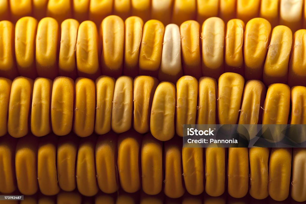 Maize Seeds Close-up Corn Stock Photo