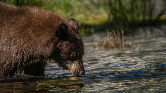 Black bear goes fishing for salmon in Lake Tahoe