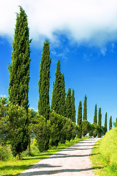 Cypress trees in Tuscany
