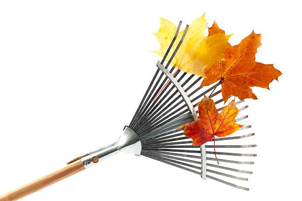 Silver rake with wooden handle and orange leaves on it Rake, leaf isolated on white rake stock pictures, royalty-free photos & images