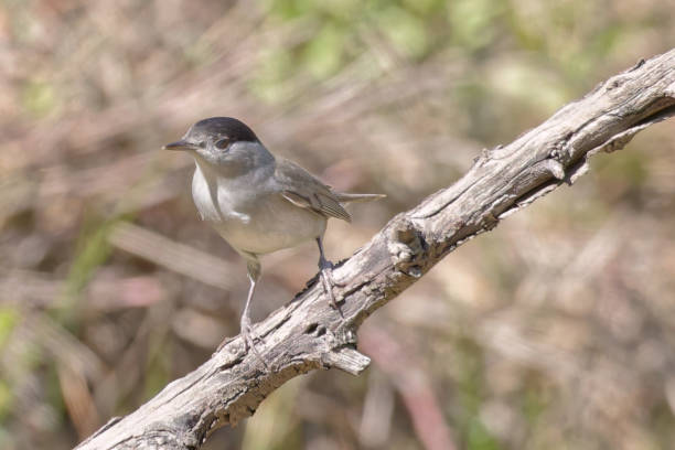 Eurasian male blackcap sits on the Birch branch between other birch branches and sings. Close-up male portrait. Small bird olive-grey upperparts and pale grey underparts and black cap. High quality photo el macho capirotado euroasiático se sienta en la rama de abedul entre otras ramas de abedul y canta. retrato masculino en primer plano. parte superior de ave pequeña de color gris oliva y partes inferiores de color gris pálido y sombrero negro.