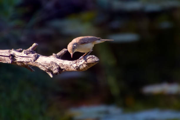 istock Common chiffchaff, lat. phylloscopus collybita, sitting on branch of bush in spring and looking for food. Cute little warbler. Songbird in wildlife. 1731933320