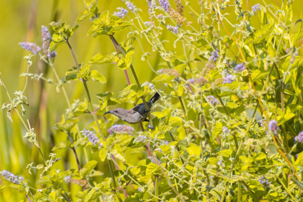 istock The lesser whitethroat Curruca curruca 1731933871