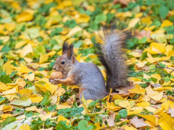 istock Autumn squirrel with nut sits on green grass with fallen yellow leaves 1731936681