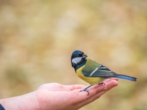 A tit sits on a man's hand and eats seeds. Taking care of birds in winter.