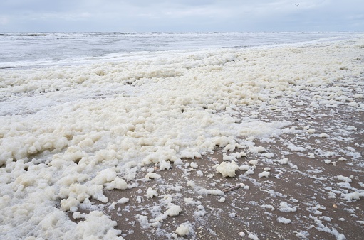 sea foam at Dutch North Sea coast
