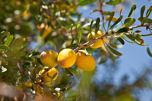 Argan Argan oil is an oil produced from the kernels of the argan tree, endemic to Morocco, that is valued for its nutritive, cosmetic and numerous medicinal properties. The tree, a relict species from the Tertiary age, is extremely well adapted to drought and other environmentally harsh conditions of southwestern Morocco. The species Argania once covered North Africa and is now endangered and under protection of UNESCO. The argan tree grows wild in semi-arid soil, its deep root system helping to protect against soil erosion and the northern advance of the Sahara. argan tree stock pictures, royalty-free photos & images