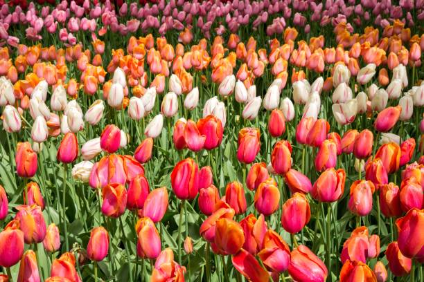 istock colorful tulips in the Netherlands 1731948184