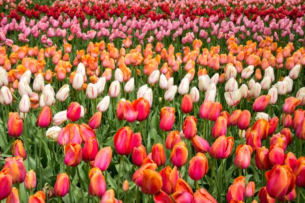 istock colorful tulips in the Netherlands 1731948185