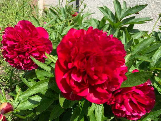 istock Red Peony plant flowering in summer UK 1731949544