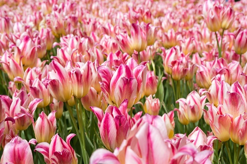 Field of pink tulips.