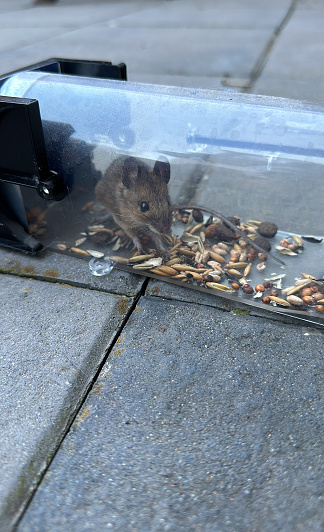 Mouse alive in a mousetrap