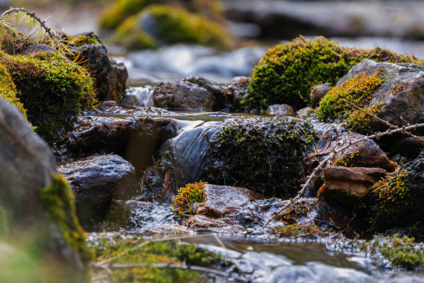 moss valley