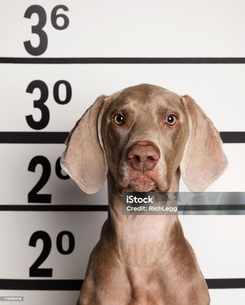 Mugshot ein Hund - Lizenzfrei Hund Stock-Foto