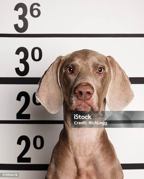 Mugshot Ein Hund Stockfoto und mehr Bilder von Hund - Hund, Verbrecherfoto, Gefängnis