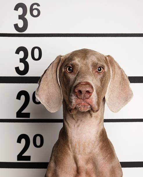istock Mugshot of a Dog 173195478