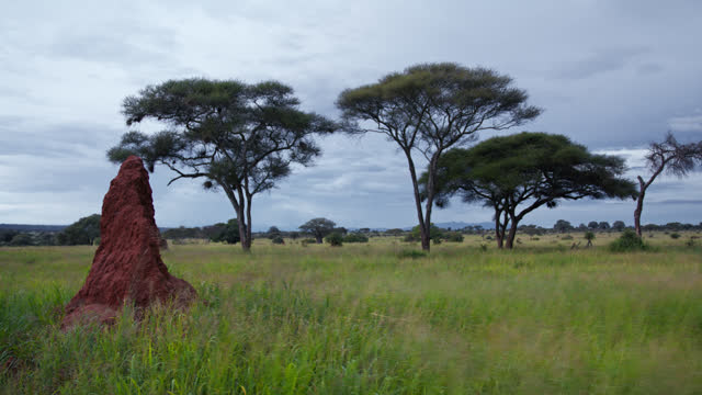 SLO MO Huge termite mound and acacia trees on grassy land of Tanzania savannah