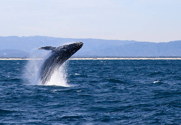 Humpback Whale mid-flight in the ocean A Humpback Whale breaching near at the Gold Coast in Queensland, Australia. animals breaching photos stock pictures, royalty-free photos & images