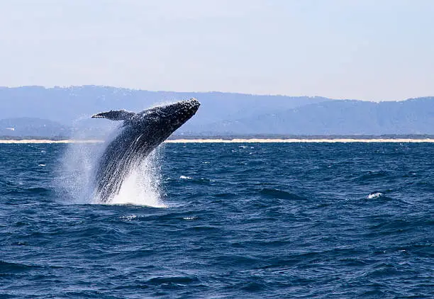 Photo of Humpback Whale mid-flight in the ocean