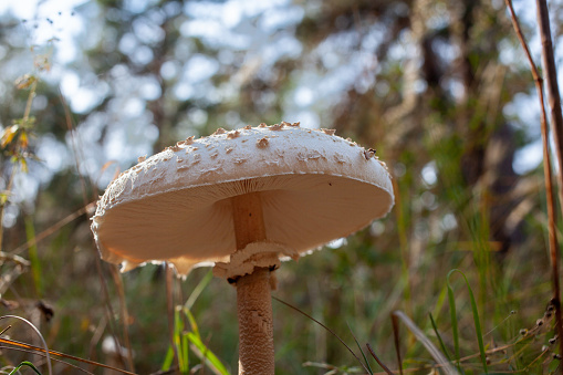Bottom view of fresh umbrella mushroom growing in grass on the edge of a pine forest. Mushroom in forest close-up photo. Selective focus. Macrolepiota procera. Lepiota procera.