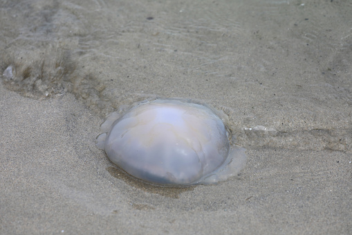 Jellyfish swimming in the sea
