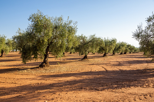 Colors of Nature: Red Earth Olive Grove and Green Olives.