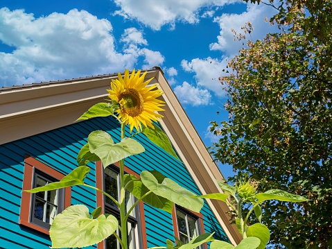 Bright sunshine and sunflower adorn a stylish Cape Cod cottage in Provincetown Massachusetts. Sunflower perspective appears to reach height of Cape Cod home.