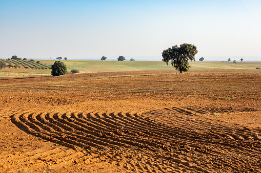 Agricultural Field and Olive Trees: Rural Beauty in the Landscape.