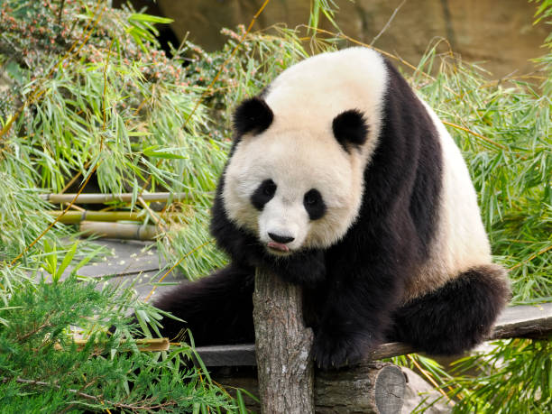 istock Giant panda sitting on plank 1731991051