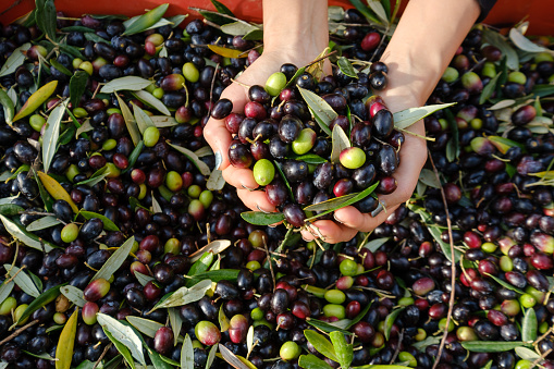 Olive harvest - Picking olives