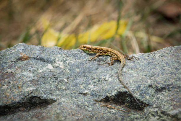 istock European Wall Lizard on a Rock 1732000118