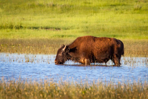 istock young Bison wading in a pond 1732000216