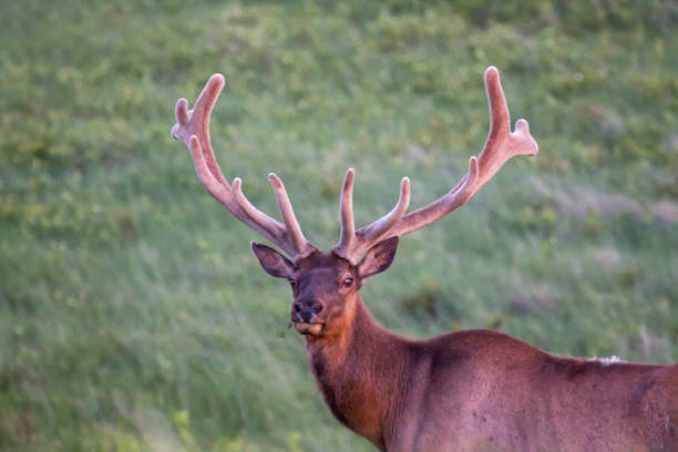 istock Bull Elk portrait with green background 1732000229