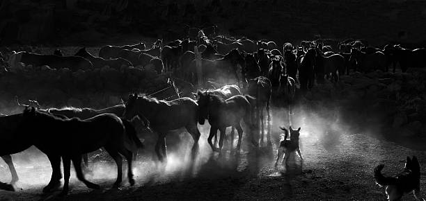 istock Herd of horse 173200225
