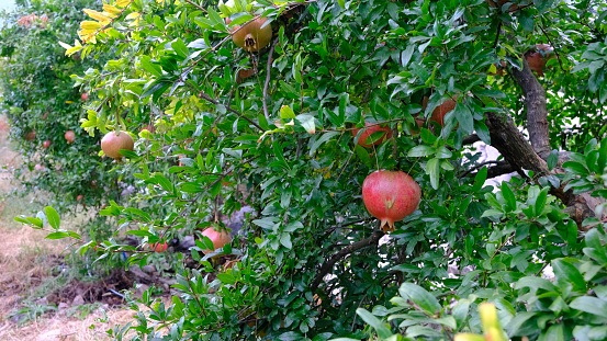 Pomegranate fruits on the branches of trees in the garden