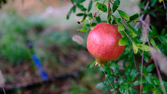 Ripe pomegranate fruit on the branch, close-up